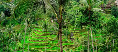 Foto de Hermosa vista de Tegalalang Rice Terrace, Bali, Indonesia - Imagen libre de derechos