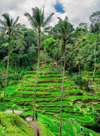 Téléchargez les photos : Belle vue sur la terrasse de riz Tegalalang, Bali, Indonésie - en image libre de droit