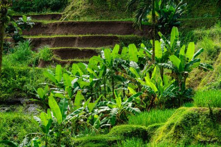Téléchargez les photos : Belle vue sur la terrasse de riz Tegalalang, Bali, Indonésie - en image libre de droit