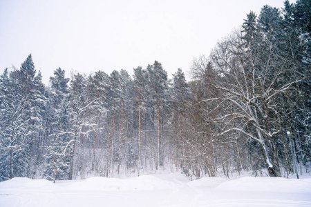 Téléchargez les photos : Forêt enneigée en Finlande, HDR Image - en image libre de droit