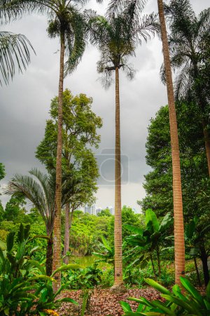Téléchargez les photos : Jardin botanique de Singapour par temps nuageux, HDR Image - en image libre de droit