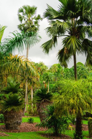 Foto de Jardín Botánico de Singapur en tiempo nublado, HDR Imagen - Imagen libre de derechos