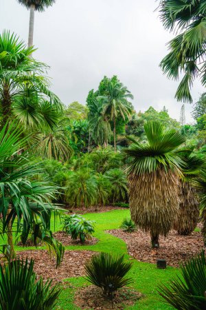 Jardín Botánico de Singapur en tiempo nublado, HDR Imagen