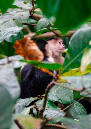 Foto de Mono Cara Blanca en el árbol en Costa Rica - Imagen libre de derechos