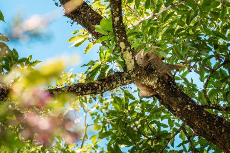 Téléchargez les photos : Sloth sur l'arbre dans le parc national de Cahuita, Costa Rica - en image libre de droit