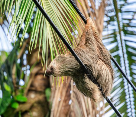 Téléchargez les photos : Sloth sur l'arbre dans le parc national de Cahuita, Costa Rica - en image libre de droit