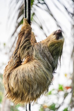 Sloth on the tree in Cahuita National Park, Costa Rica