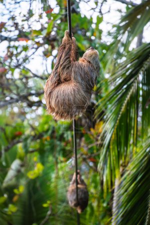 Photo for Sloth on the tree in Cahuita National Park, Costa Rica - Royalty Free Image