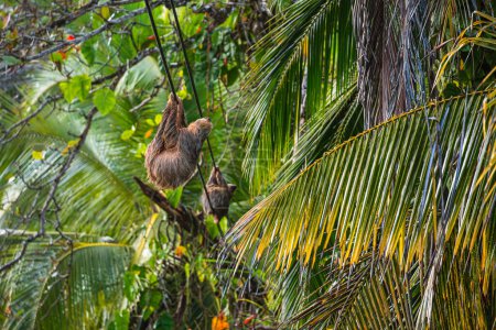 Foto de Pereza en el árbol en el Parque Nacional Cahuita, Costa Rica - Imagen libre de derechos
