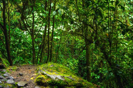 Foto de Parque Nacional El Arenal en Costa Rica - Imagen libre de derechos