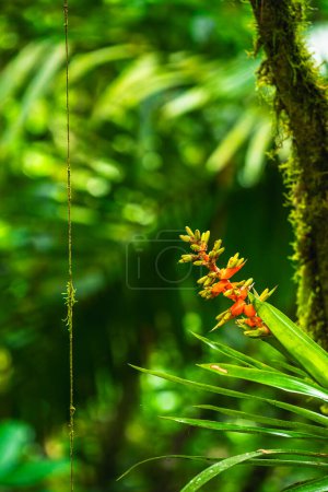 Photo for El Arenal National Park in Costa Rica - Royalty Free Image