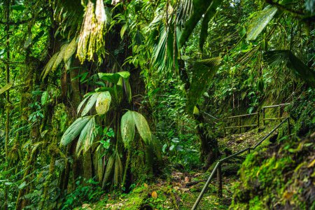 Nationalpark El Arenal in Costa Rica