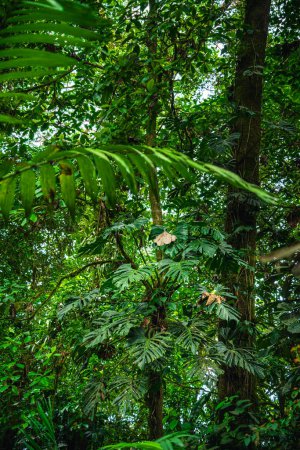 Nationalpark El Arenal in Costa Rica