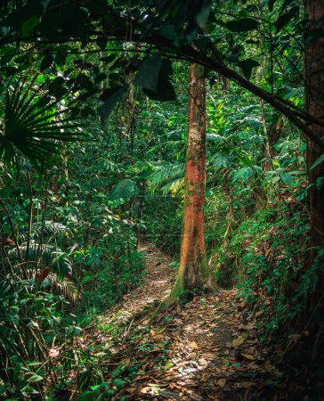 Téléchargez les photos : Parc national El Arenal au Costa Rica - en image libre de droit