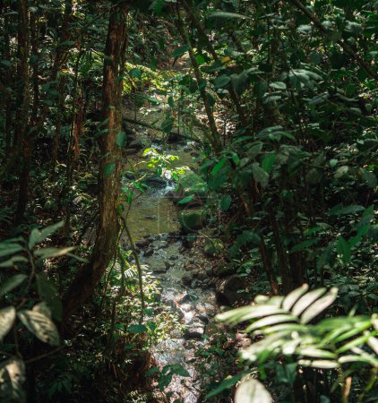 Téléchargez les photos : Parc national El Arenal au Costa Rica - en image libre de droit