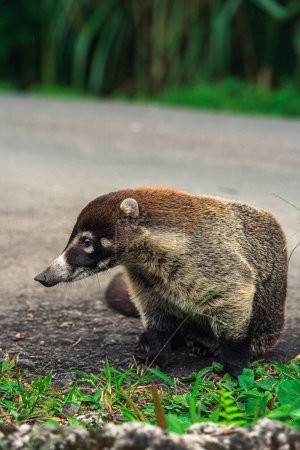 Close-up view of  cute Coati near road at Costa Rica