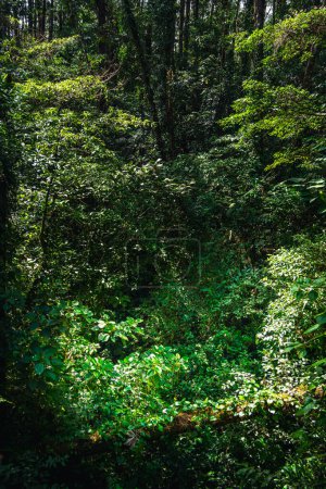Blick auf den Nationalpark El Arenal in Costa Rica