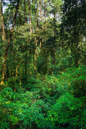 Photo for Scenic view of El Arenal National Park in Costa Rica - Royalty Free Image