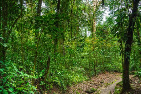 Vista panorámica del Parque Nacional El Arenal en Costa Rica