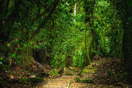 Foto de Vista panorámica del Parque Nacional El Arenal en Costa Rica - Imagen libre de derechos