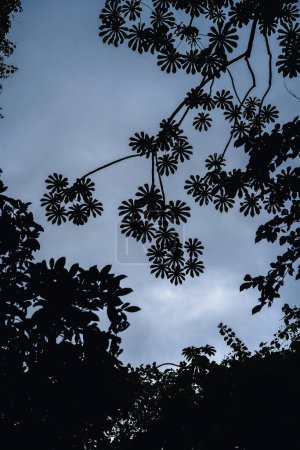 Téléchargez les photos : Vue panoramique du parc national El Arenal au Costa Rica - en image libre de droit
