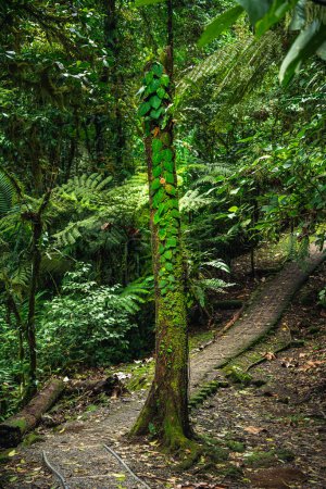 Blick auf den Nationalpark El Arenal in Costa Rica