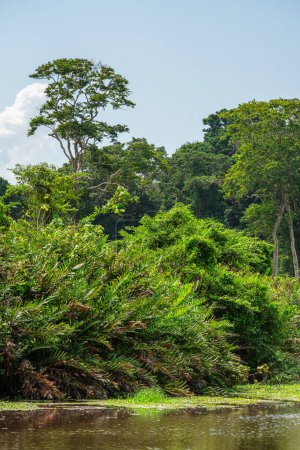Téléchargez les photos : Vue panoramique du parc national de Cahuita, Costa Rica - en image libre de droit