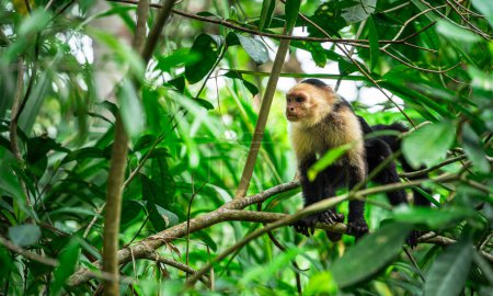 Panamanian white-faced capuchin monkey sitting on a branch in Cahuita National Park, Costa Rica.