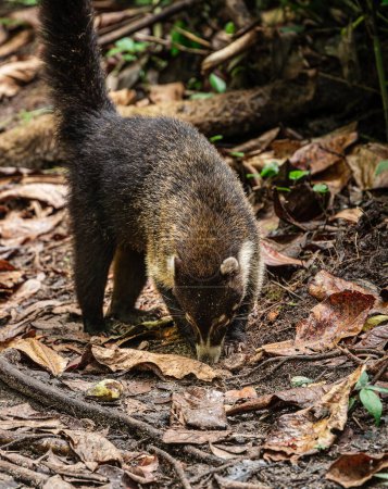 Photo for A white-nosed coati looking for food in the jungle at Cahuita, Costa Rica - Royalty Free Image