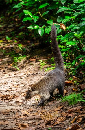 a white-nosed coati looking for food in the jungle at Cahuita, Costa Rica
