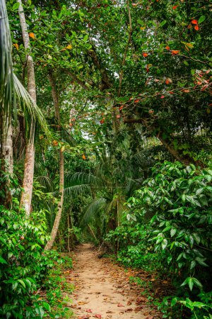 Téléchargez les photos : Vue panoramique du parc national de Cahuita, Costa Rica - en image libre de droit