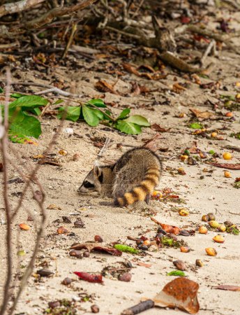 Téléchargez les photos : Raton laveur marchant sur la plage au Costa Rica - en image libre de droit