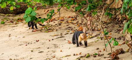 Photo for White face monkeys in Cahuita national park Costa Rica looking for food - Royalty Free Image