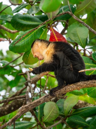Foto de Mono capuchino de cara blanca panameño sentado en una rama en el Parque Nacional Cahuita, Costa Rica. - Imagen libre de derechos