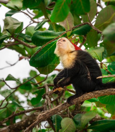 Singe capucin panaméen au visage blanc assis sur une branche dans le parc national de Cahuita, Costa Rica.