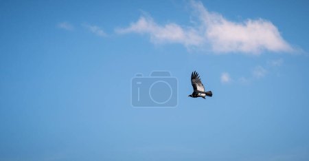 Un majestueux condor dans le ciel au-dessus du Cauca, Colombie.