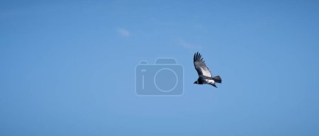 Téléchargez les photos : Un majestueux condor dans le ciel au-dessus du Cauca, Colombie. - en image libre de droit
