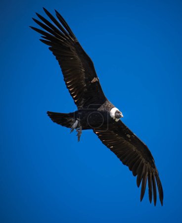 A majestic condor in the sky over Cauca, Colombia.