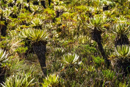 Foto de Vista panorámica del Parque Nacional Purace en Cauca, Colombia - Imagen libre de derechos