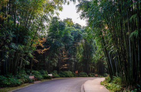 Téléchargez les photos : Chemin dans la forêt de bambous du Pavillon du Wangjiang (Tour du Wangjiang) Parc du Wangjianglou. Chengdu, Sichuan, Chine - en image libre de droit