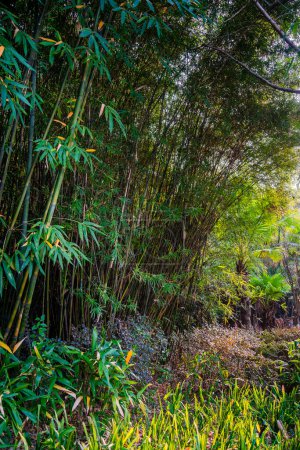 Foto de Camino en el bosque de bambú en el Pabellón de Wangjiang (Torre Wangjiang) Parque Wangjianglou. Chengdu, Sichuan, China - Imagen libre de derechos