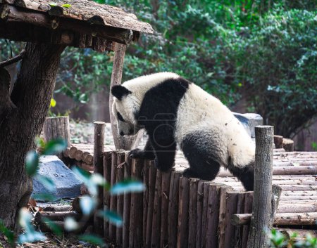 Foto de Retrato de un lindo panda en el zoológico de China - Imagen libre de derechos