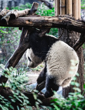 Téléchargez les photos : Portrait de mignon panda dans le zoo en Chine - en image libre de droit