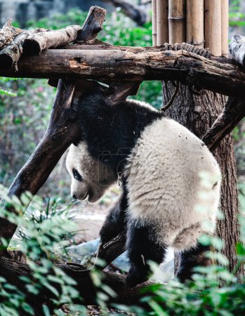 Téléchargez les photos : Mignon petit panda grimpant sur la construction en bois dans le zoo en Chine - en image libre de droit