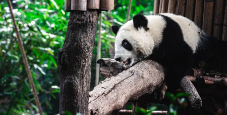 Photo for Cute little panda climbing on the wooden construction in the zoo at China - Royalty Free Image