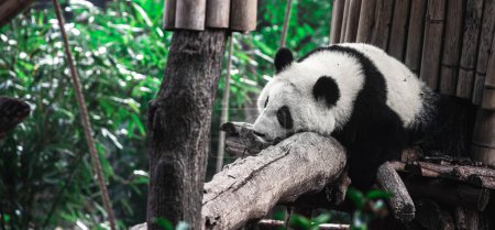 Photo for Cute little panda climbing on the wooden construction in the zoo at China - Royalty Free Image