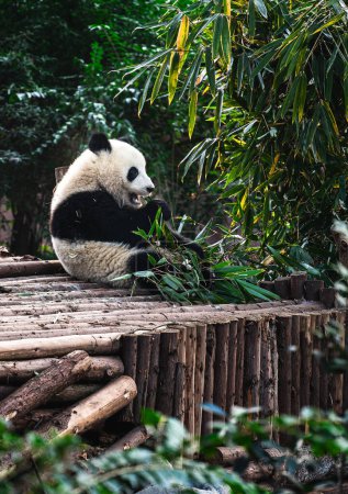 Téléchargez les photos : Portrait de mignon panda dans le zoo en Chine - en image libre de droit
