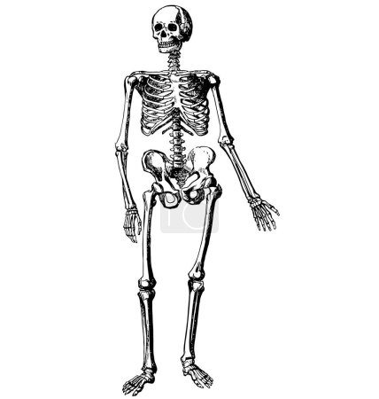 Illustration for Vintage human skeleton etching - Royalty Free Image