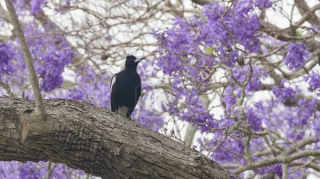 Photo for Close view of an australian magpie perched on a large jacaranda tree in flower during the jacaranda festival at grafton in nsw, australia - Royalty Free Image