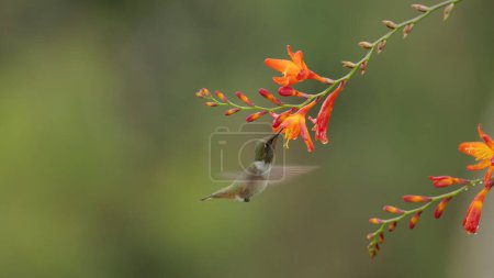 Photo for A female volcano hummingbird feeding on an orange crocosima flower at a garden in the cloud forest of costa rica - Royalty Free Image